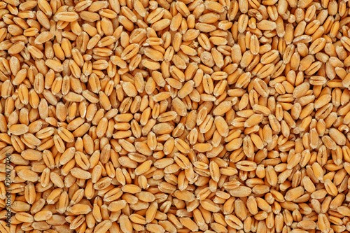 Wheat grain as background. Agricultural background.