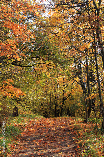 Autumn park in September on a bright warm day, a path with red leaves. Beautiful bright landscape in the park, seasons, golden autumn season