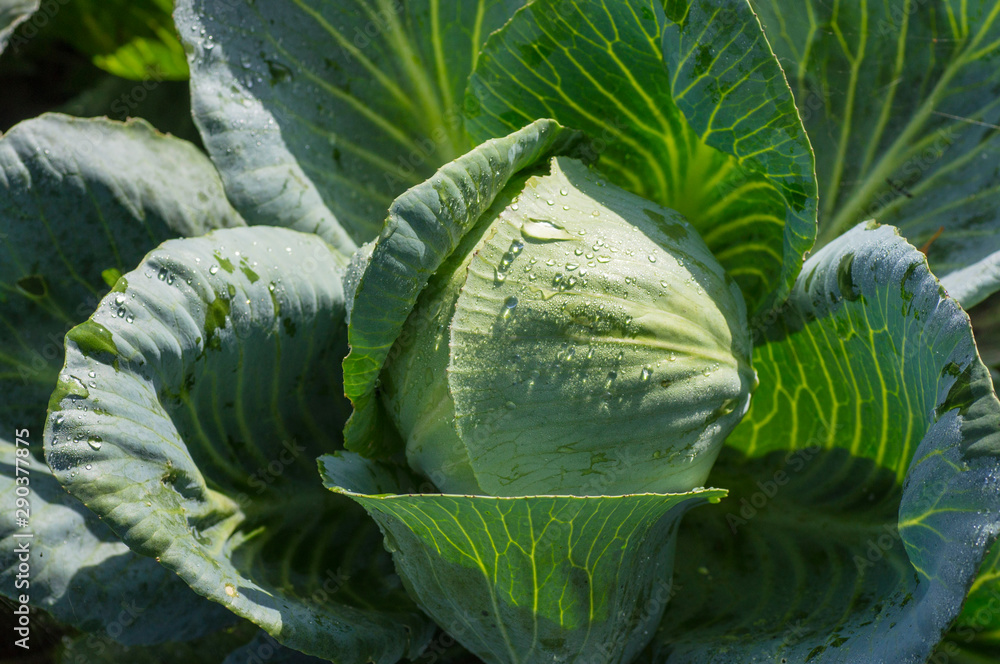 Obraz premium cabbage leaves