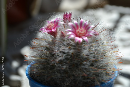 cactus in pot