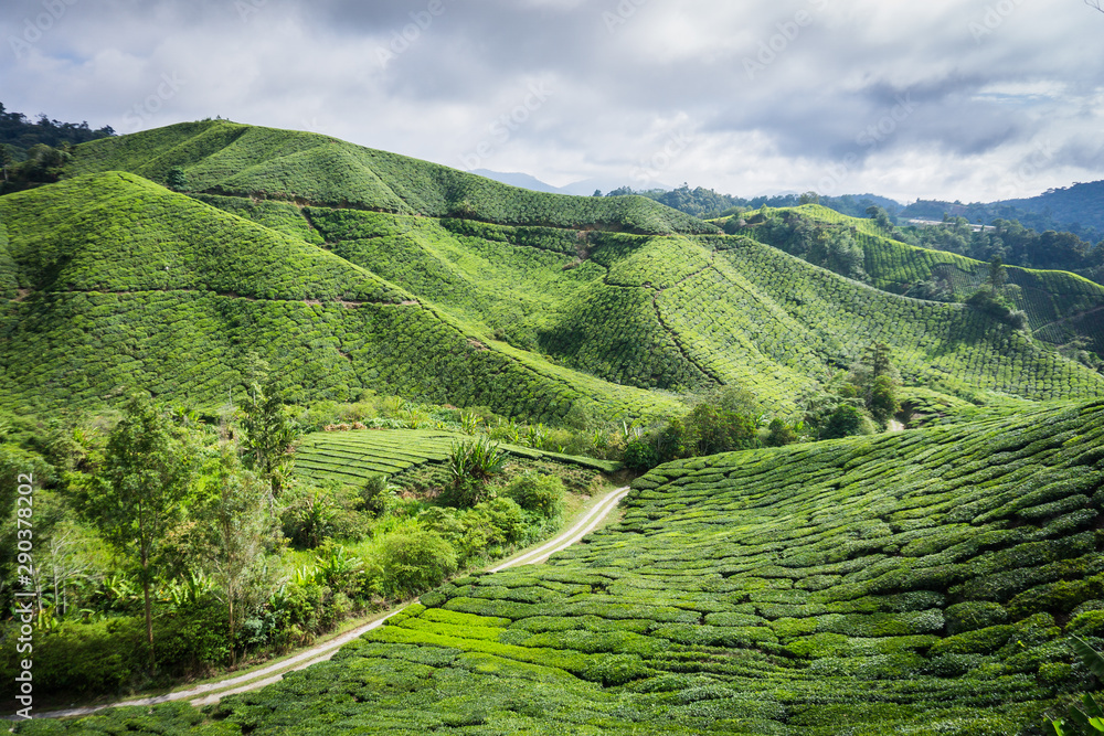 The tea plantations of the Cameron Highlands in Malaysia