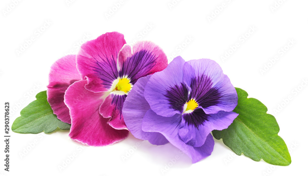 Two beauty violets.