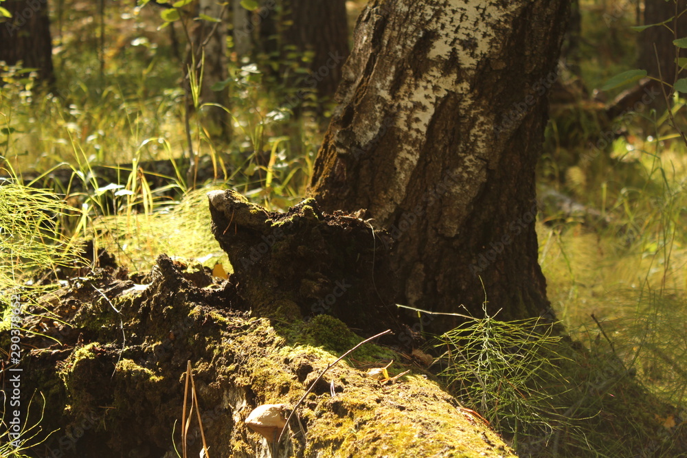 Fototapeta premium Greens in the forest in summer