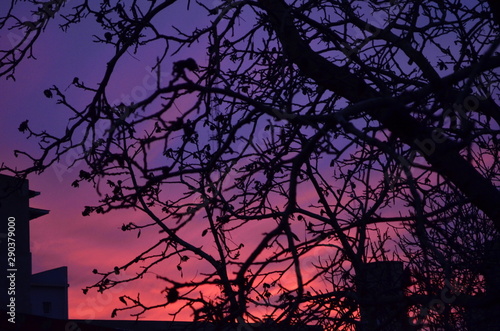 Purple sunset