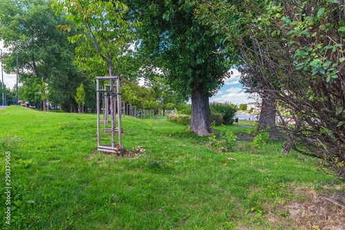 Trees and shrubs in a park ...