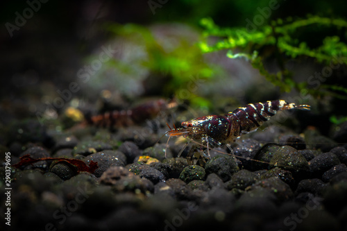 Tiger shrimp pets aquarium fresh water nature pets dark background photo