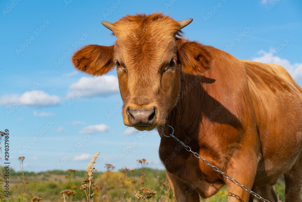 Young bull, brown, standing in a clearing with grass, close-up