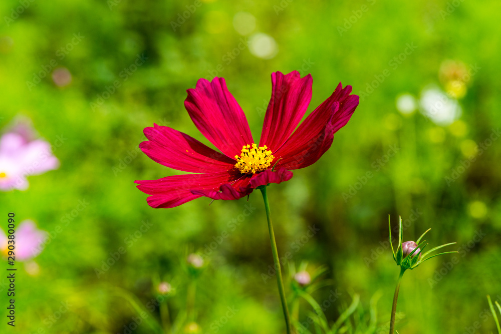 Obraz premium 久住高原のコスモス