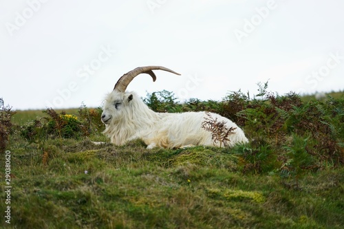 Kashmiri Ram in a Green Pasture - Wales UK
