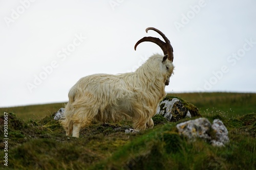 Kashmir Goat in a Welsh Meadow