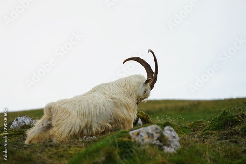 Kashmiri Goat in a Pasture