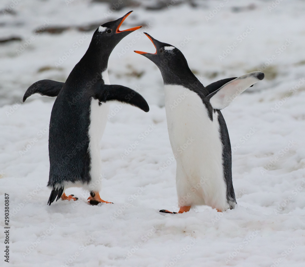 Obraz premium Gentoo Penguins Chattering