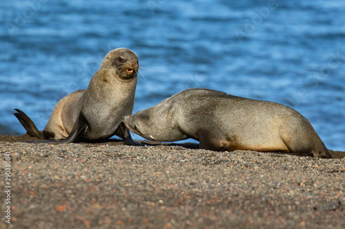 Fur Seal Argument