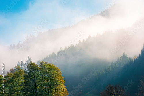 wonderful autumn weather in mountains. distant forested hills in thick fog. sunny morning in carpathians. beautiful nature background