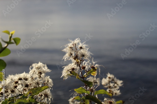 whispy white plant with calm sea in background in early morning sunlight
