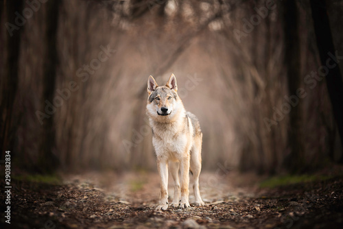 Wolf © Maverick