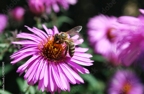bee on a flower © svetlana177