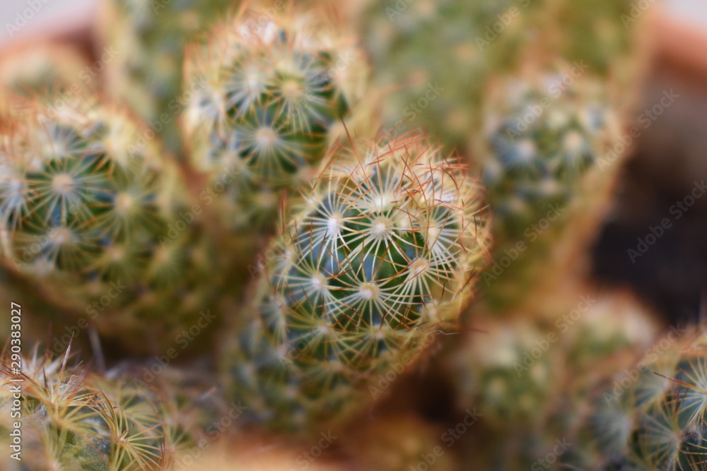 Obraz premium Small plant in pot , cactus by front view