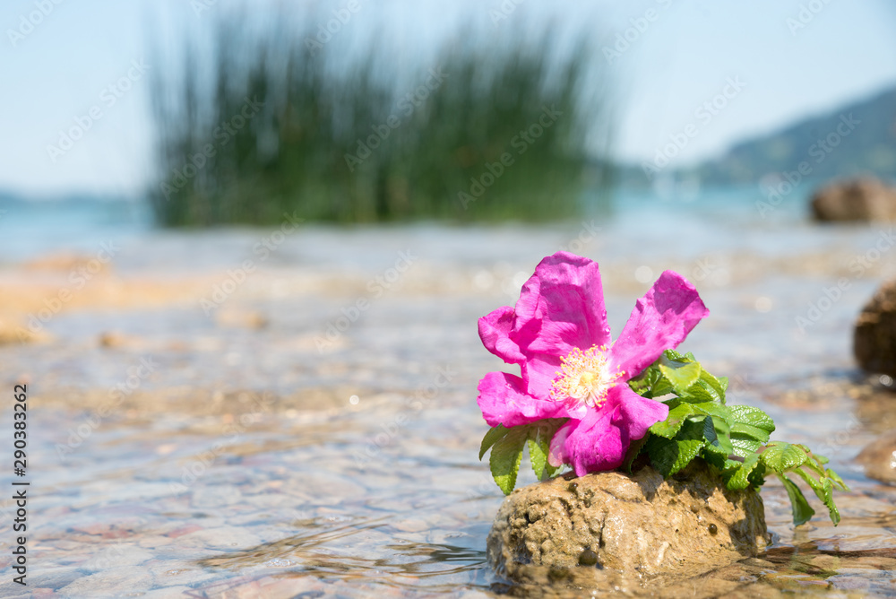 rosa Heckenrosenblüte auf einem Stein am Seeufer, im Wasser rosa Heckenrosenblüte auf einem Stein am Seeufer, im Wasser