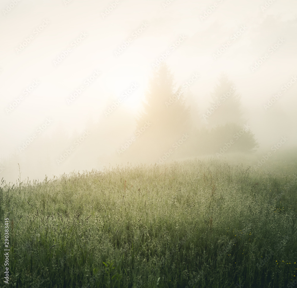 Scenic image of misty pasture in the sunlight. Locations Carpathian national park Ukraine, Europe.