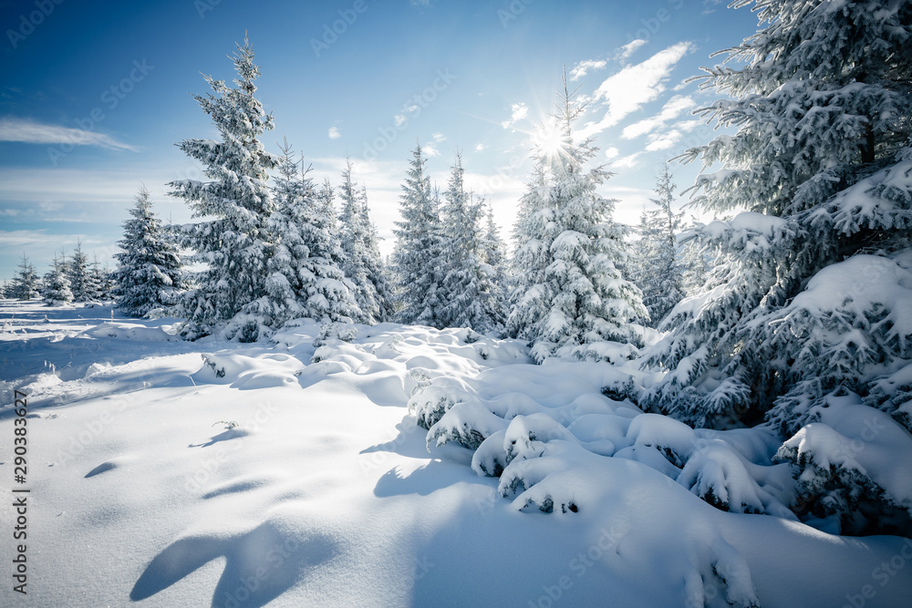 Fototapeta premium Magic image of spruces glowing by sunlight.