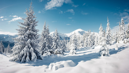 Scenic image of spruces tree in sunlight.