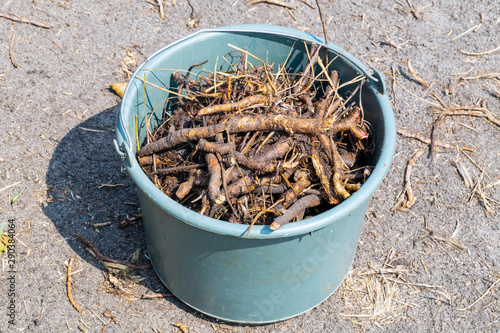 Medicinal raw materials photo