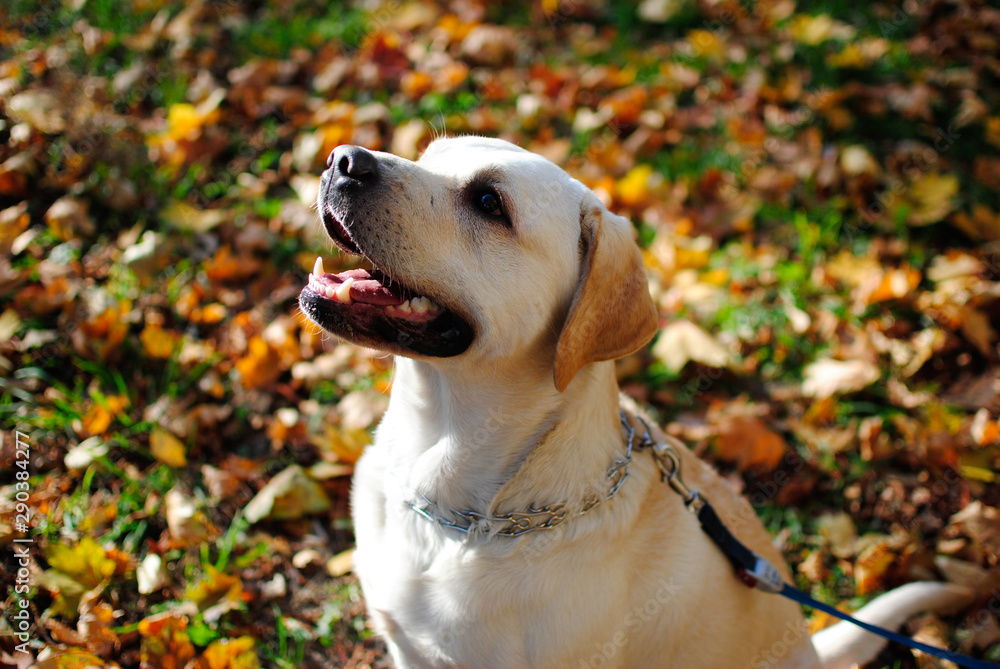Yellow labrador in autumn leaves