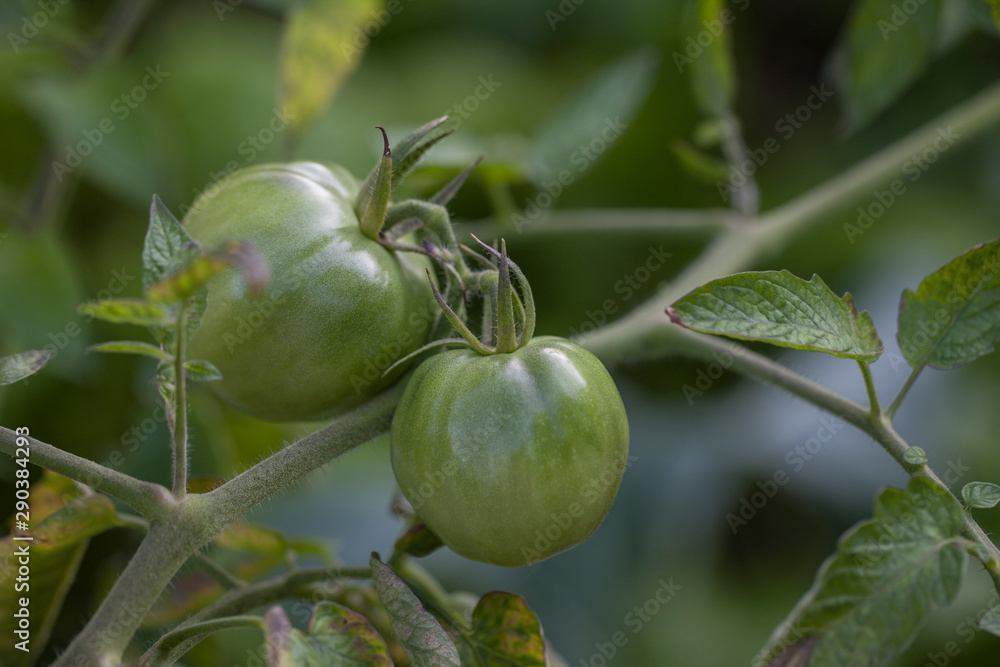 Tomato Green Raw Garden Organic Tomato Green Raw Garden Organic