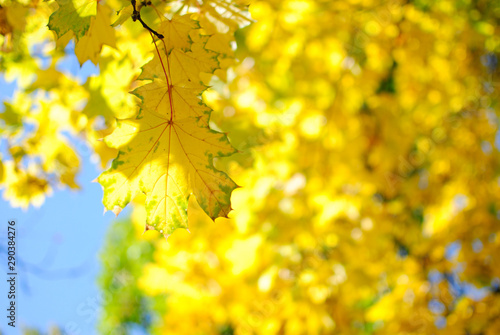 Yellow autumn maple leaves hanging from a tree
