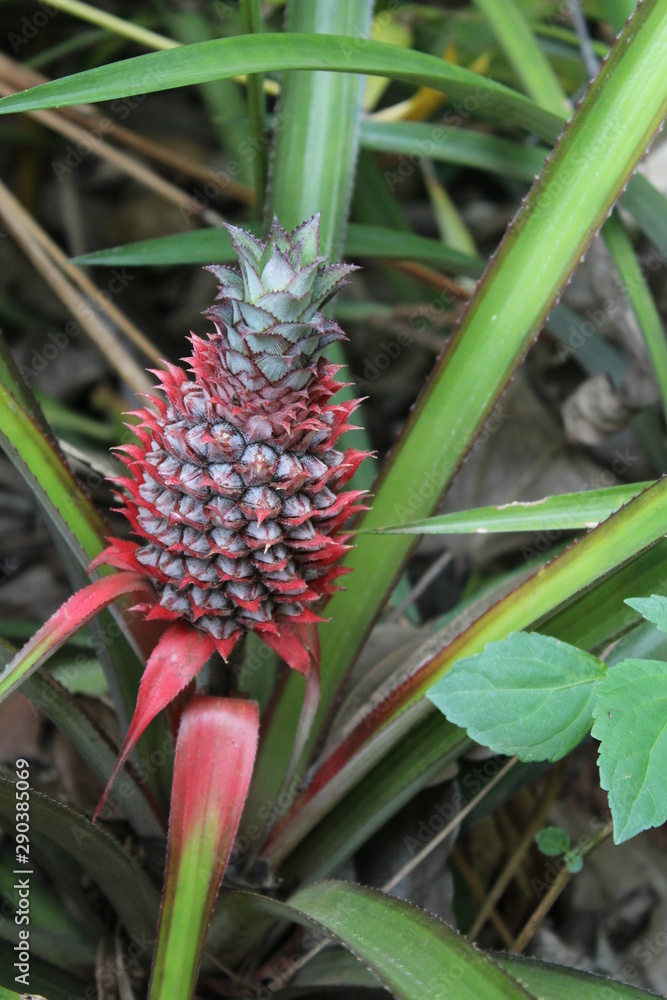 little red pineapple on the Bush little red pineapple on the Bush
