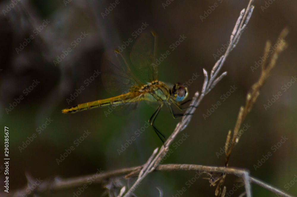 Macro photography of a dragonfly. Macro photography of a dragonfly.