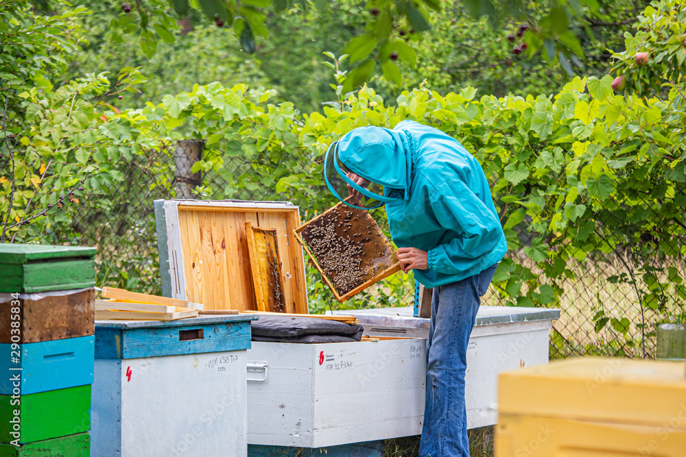 Beekeeper looking after bees and preparing for honey by maintaining the beehive. beekeeper holding a honeycomb full of bees. Beekeeper inspecting honeycomb frame at apiary. Beekeeper looking after bees and preparing for honey by maintaining the beehive. beekeeper holding a honeycomb full of bees. Beekeeper inspecting honeycomb frame at apiary.