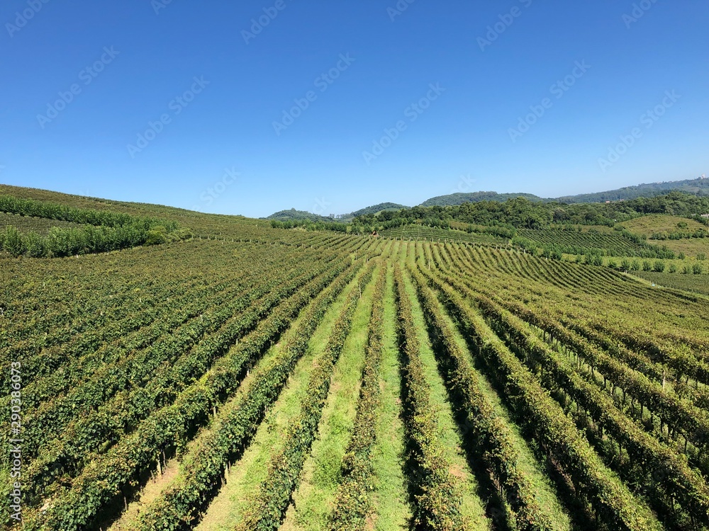 Great field of grapes