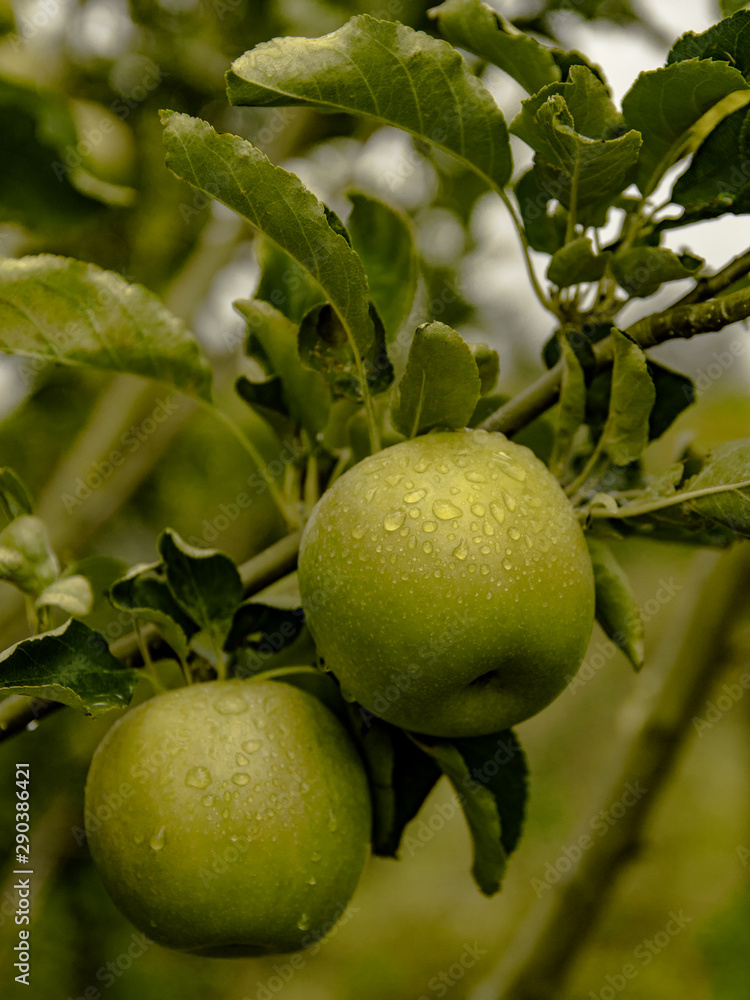 Green apple in the tree