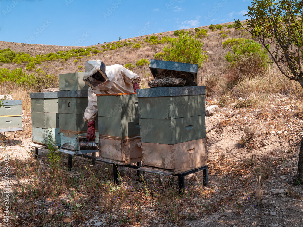 Beekeeper protected with white suit so that the bees do not bite while taking care of their hives Beekeeper protected with white suit so that the bees do not bite while taking care of their hives