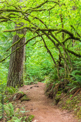 USA, Washington State, Battle Ground Lake State Park. Hiking trail through the forest.