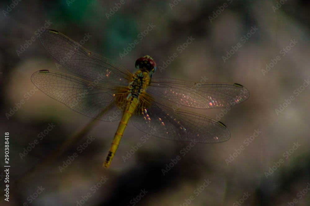 Macro photography of a dragonfly. Macro photography of a dragonfly.