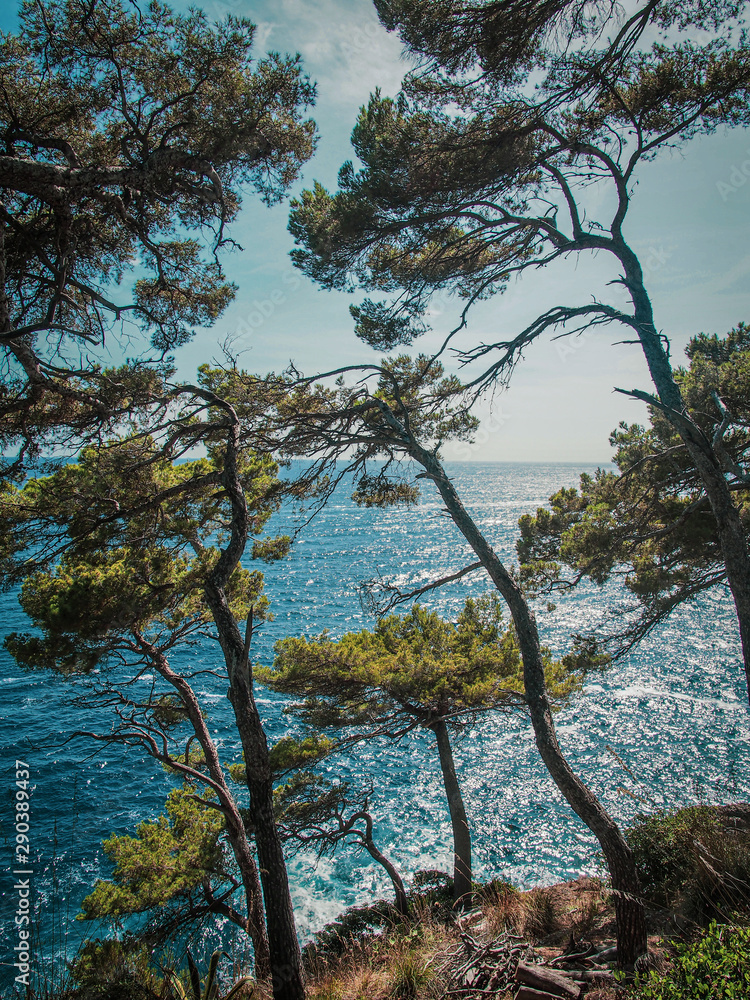 Fototapeta premium Pine-trees on the coast