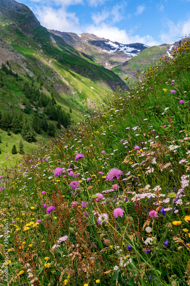 Fototapeta premium Flowering alpine meadow against mountains with snow patches