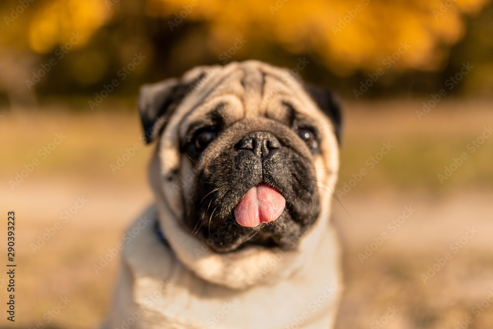 Portrait of a pug dog sitting in the autumn park on yellow leaves against the background of trees and autumn forest. The puppy is looking at the camera with its tongue out.