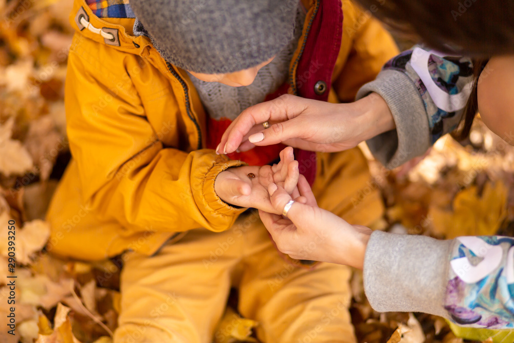 A little boy in an autumn park sits on yellow leaves in a yellow jacket and holds a ladybug in children's hands. A red beetle crawls on the fingers of a child.