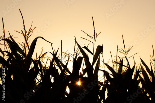 Cornfield silhouette landscape in the sunset