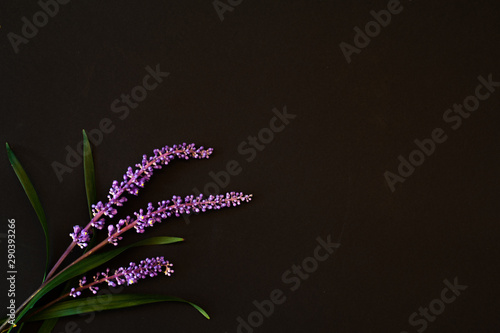 Purple flower on a black background photo