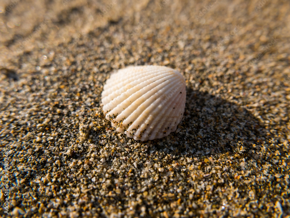 Clam next to footprints in the sand on the beach Clam next to footprints in the sand on the beach