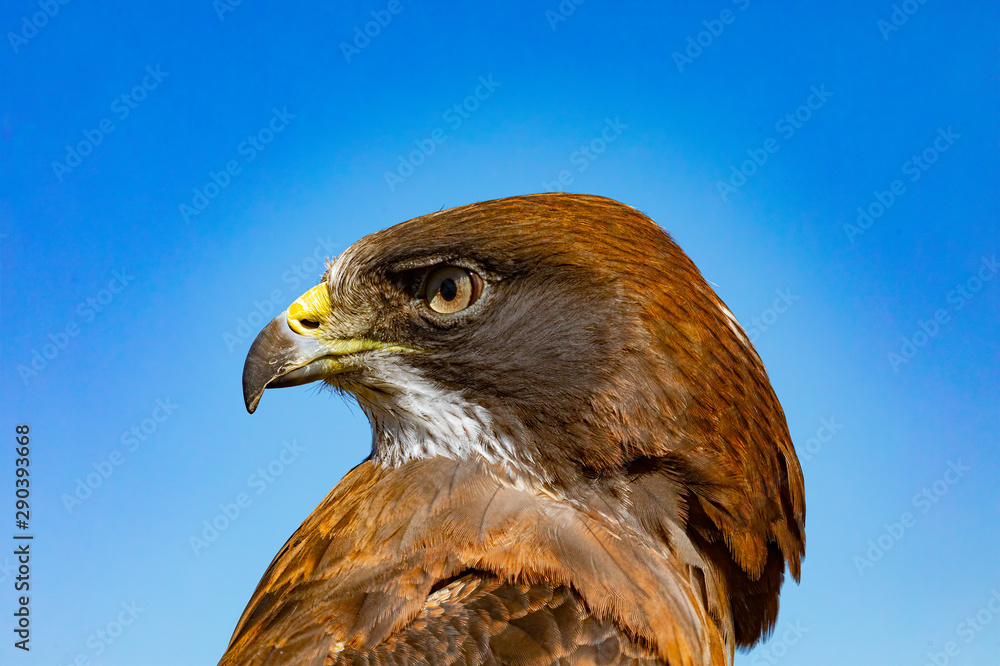 Naklejka premium Swainson's Hawk Close Up