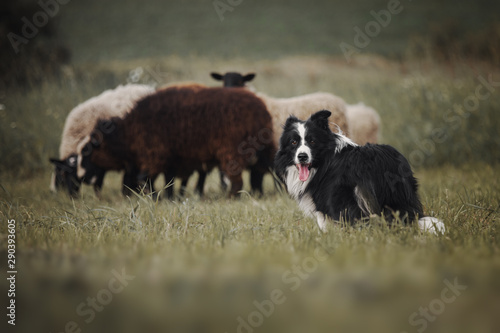 Obraz na płótnie Border collie dog herds sheep w salonie