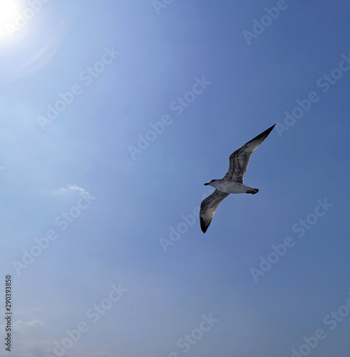 Flying seagull on the sky under the sun
