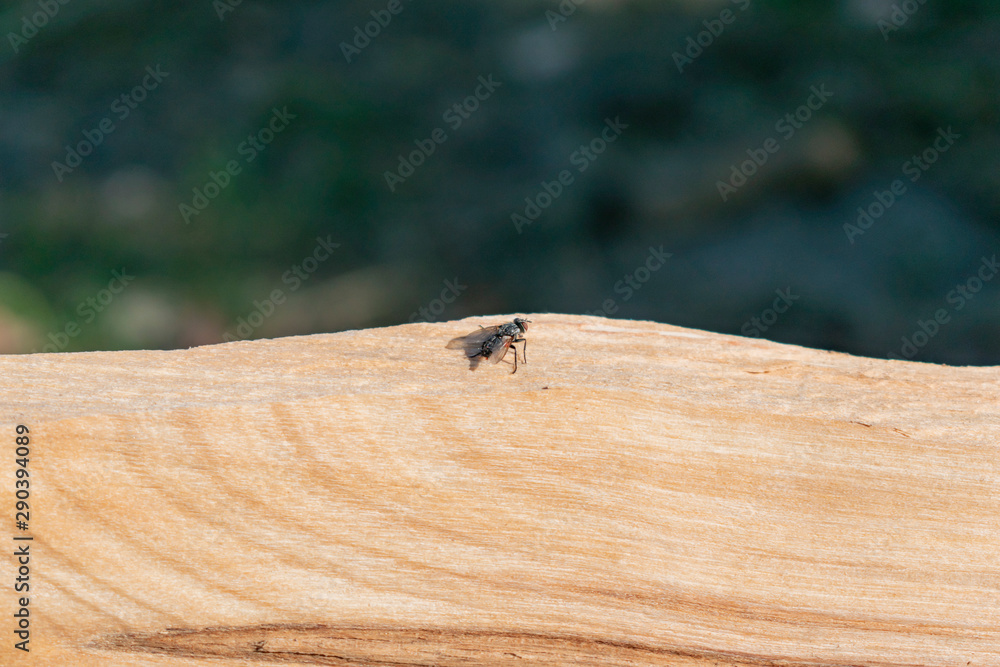 Textural image of the fibers of the felled and split logs Textural image of the fibers of the felled and split logs