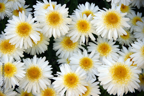 Direct top view onto a field fresh bright daisies on a warm summer day